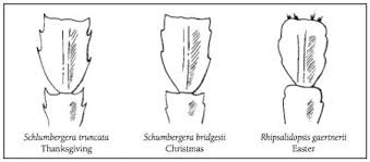 While thanksgiving cacti, or schlumbergera truncata, bloom in late fall, christmas cacti, or schlumbergera bridgesii, bloom about a month later. 6 Beautiful Holiday Cactus Types To Grow Indoors Balcony Garden Web