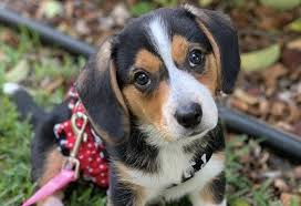 Thinking a basset hound beagle mix is the next pup for your family? 32 Most Bizarre Beagle Mixes A Guide To Mixed Beagles