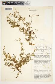 Image result for Zornia setosa