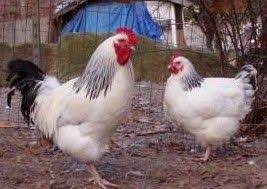 Maybe you would like to learn more about one of these? Best Chicken Breeds For Eggs Meat And Dual Purpose Varieties With Photos Chicken Breeds Chicken Breeds For Eggs Chickens Backyard