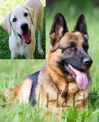 Chow chow's have one of the unique personalities and appearances in the canine world. Which Dog To Keep In Pakistan And How How 2 Have Fun Dogs Dog Breeds Breeds