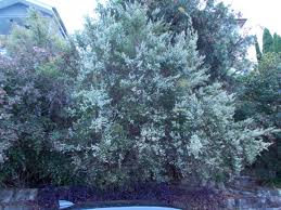 Mountain tea tree, rodwayanum tea tree. Lemon Scented Tea Tree Aussie Native Steemit