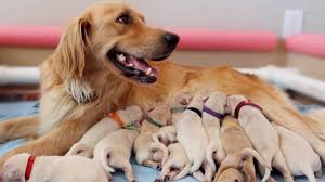 Newborn cute puppies golden retriever. 13 Newborn Golden Retriever Puppies Youtube