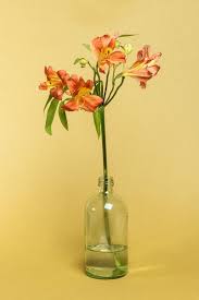 Download Premium Image Of Natural Orange Alstroemeria Hiphop Flower In Alstroemeria Flowers Beauty Background