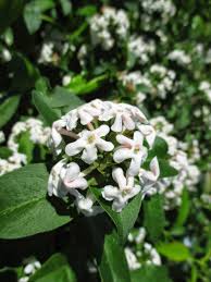 Image result for Albertisia exelliana