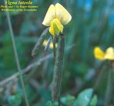 Image result for Vigna reticulata