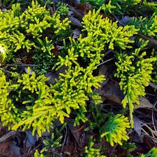 Maybe you would like to learn more about one of these? Hong S Tree And Shrub Selections