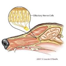 Female dogs usually hump for this reason more than the other one, but that said, male dogs are more likely my female dog does it when she gets very excited and wants to play. Canine Anatomy Illustrations Lovetoknow