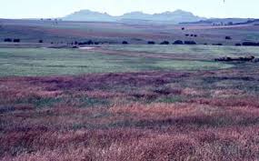 Image result for Themeda triandra