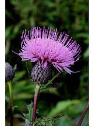 Pin On Promote Native Species