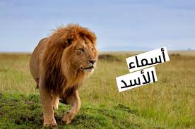 أسماء الأسد في اللغة العربية