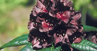 Rhododendron Black Widow Rhododendron Strange Flowers Rare Flowers