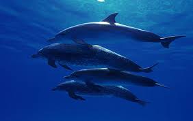 This is geared towards toddlers and they should have fun looking at the pictures of ocean animals and drawing a line connecting the matching ocean animal pictures. 15 Stunning Photos Of Marine Animals That Will Make You Want To Fight For The Oceans One Green Planet