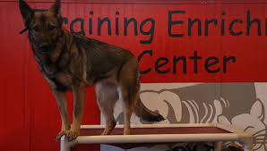 Winnipeg's most complete luxury pet resort & spa •doggie daycamp •dog & cat hotel •dog grooming visit us at: Happy Tails St Louis Dog Boarding And Daycare Open 24 7 Daily