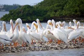 Subtropical specialities and rare birds call for birders to visit the sunshine state. The Ultimate Snowbirds White Pelicans Return To Florida