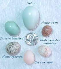 On occasion, robin eggs, which are just over 1 inch long, can also be white or lightly speckled. Cavity Nester Egg Identification And Comparison By Size House Wren Tufted Titmouse Black Capped Chickadee Bluebird Robin Bird Eggs Bird Eggs Bluebird Eggs