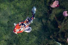 Find out how many fish you can comfortably fit into your maryland, dc, or northern virginia koi pond. How Small Can A Koi Pond Be Is Bigger Better