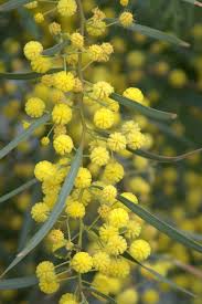 Image result for Tessmannia anomala