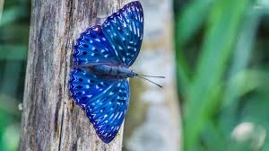 We did not find results for: Blue Butterfly Wallpaper Hd Pixelstalk Net
