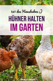 Mit ausnahme der warzenenten ? Es Lebe Das Haushuhn Huhner Halten Im Garten Wurzelwerk Haushuhn Huhnerhaltung Im Garten Huhner Im Garten