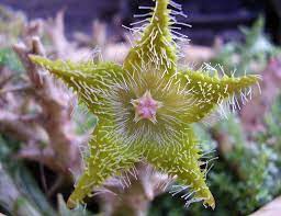 Sorry, we could not translate this listing to russian. Cactus Flower Cacti And Succulents Cactus Flower Succulent Gardening