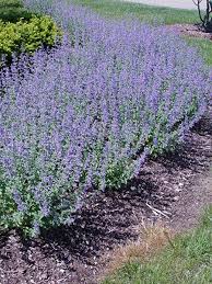 Catmint does not need any shade, even in warm climates. Catmint Walker S Low Traditional Landscape Plants Evergreen Plants