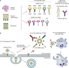 To learn more about clinical trials, visit our page, you can help combat covid. Neutralizing Antibodies For The Treatment Of Covid 19 Nature Biomedical Engineering
