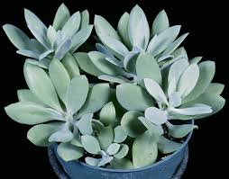 Image result for Senecio greenwayi
