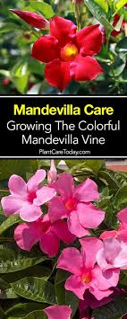 Here's everything you need to know. Pin On Best Of Plantcaretoday