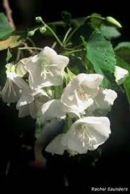 Image result for Rawsonia lucida