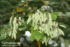 Image result for Dalbergia boehmii