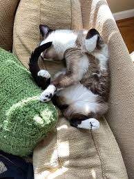 When is a flabby belly not a flabby belly? Casual Afternoon Nap Afternoon Nap Cats Nap