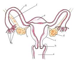 The diagram is as follows: Olcreate Heat Anc Et 1 0 Antenatal Care Module 3 Anatomy And Physiology Of The Female Reproductive System Figure 3 5 Label The Internal Female Reproductive Organs To Complete Saq 3 1