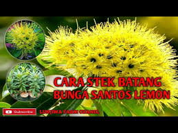 Join facebook to connect with palemon santos and others you may know. Cara Stek Batang Bunga Santos Lemon Youtube