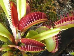 Carnivorous pitcher plants there are several species of rafflesia found in the jungles of borneo, peninsular malaysia, sumatra, thailand and philippines. Top 25 Carnivorous Plants Venus Fly Trap Pitcher Plants Cobra Lily