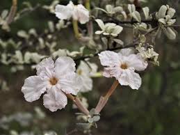 Image result for Catophractes alexandri