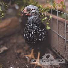 Allen smith tells us why he raises this heritage breed of poultry at the garden home. Murray Mcmurray Hatchery Silver Laced Wyandottes