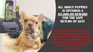 At sunshine puppies, all our babies come to you with all their vaccines up to date. Largo Police On Twitter An Update On Our Attempt To Locate Gus The French Bulldog