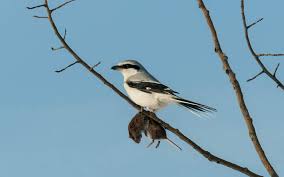 Nicknamed the american nightingale, this remarkable species has been recorded as learning the songs and calls of hundreds of other birds. Northern Shrike Audubon Field Guide