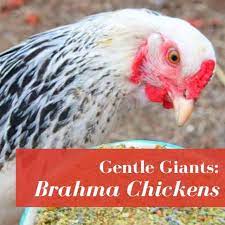 We did not find results for: 10 Best Hatcheries To Buy Silkie Chickens