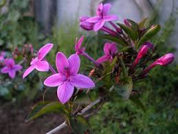 Image result for Eranthemum laxiflorum