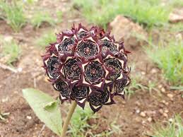 Image result for Ceropegia buchananii