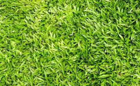 Taburkan dan siram benih secara rutin 2 kali sehari, 4. 10 Jenis Rumput Taman Untuk Halaman Rumah Terpopuler