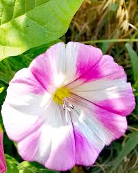 May Flower Em 2020