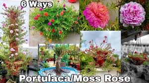 6 Smart Ideas To Grow Portulaca Moss Rose 9 O Clock Plant Youtube Plants Rose Clock