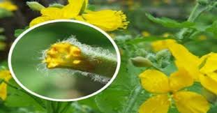 Sifali Dogal Bitkilerin Gucune Inaniyorsaniz Kirlangic Otu Nedir Faydalari Nelerdir Merak Ettiginiz Sorulardan Birisi Herbs Baharat Spice Recipe Snack Recipes