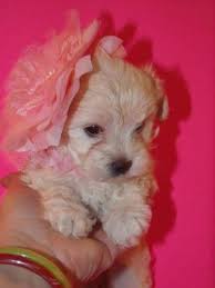 10 year health guarantee included and optional obedience training welcome to our maltipoo family. Maltipoo Pets And Animals For Sale Florida