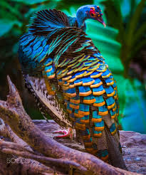 Colorful Bird With Big Feathers I M Not A Ordinary Turkey Beautiful Birds Bird Pictures Beautiful Creatures