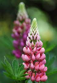 Lupine Echo Beautiful Flowers Amazing Flowers Pretty Flowers