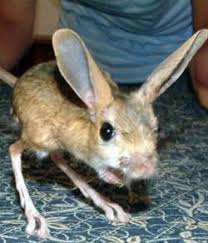 We provide you the best products at the best prices on the web. Exotic Pets For Sale Online Shopping